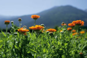 vacanza a San Vigilio di Marebbe 1